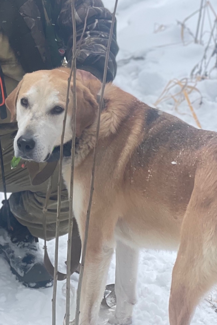 Потерялась собака русская гончая (кобель)