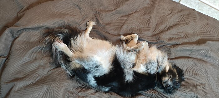 Довольная собака валяется.