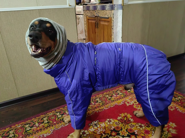 Ответ на пост «Довольная собака»