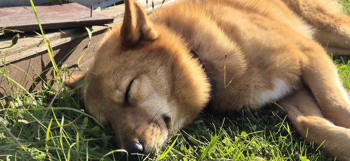 Ответ на пост «Довольная собака»