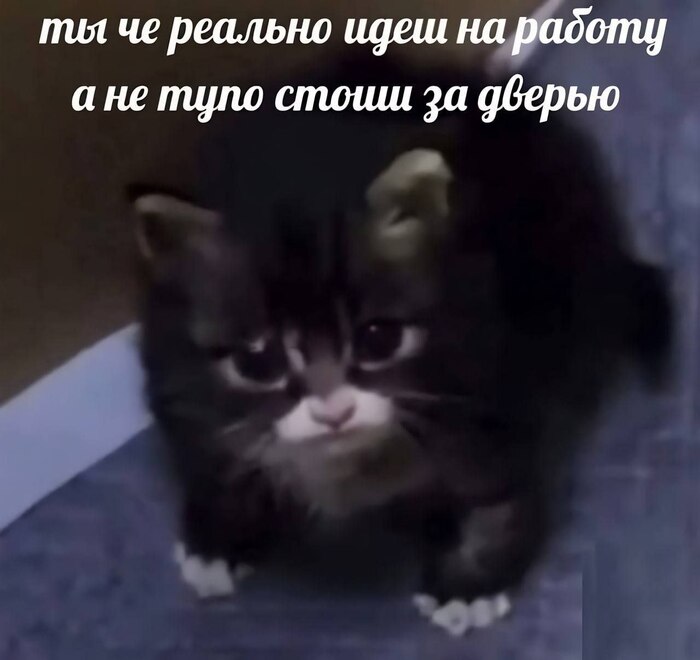 Котёнок такой