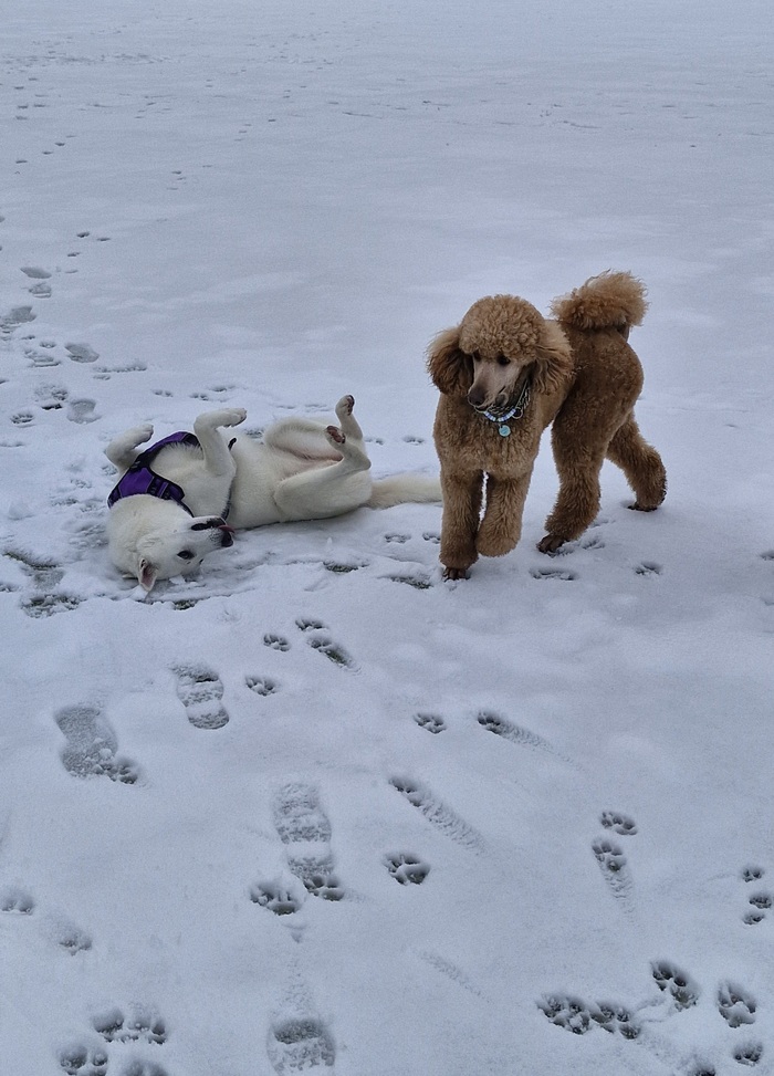 Счастье, снежка подсыпало - бесимся с лучшей подружкой)))