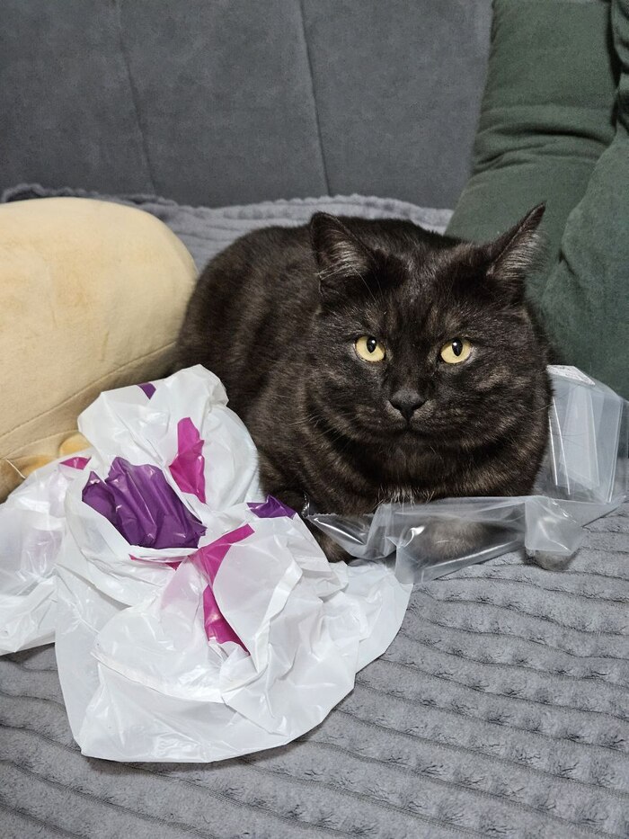 Опять на ВБ ходила? А на Шебу мне денег неееет!