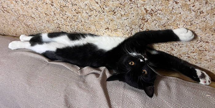 Гены помоечных котов