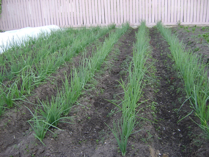 Как я лук выращивал