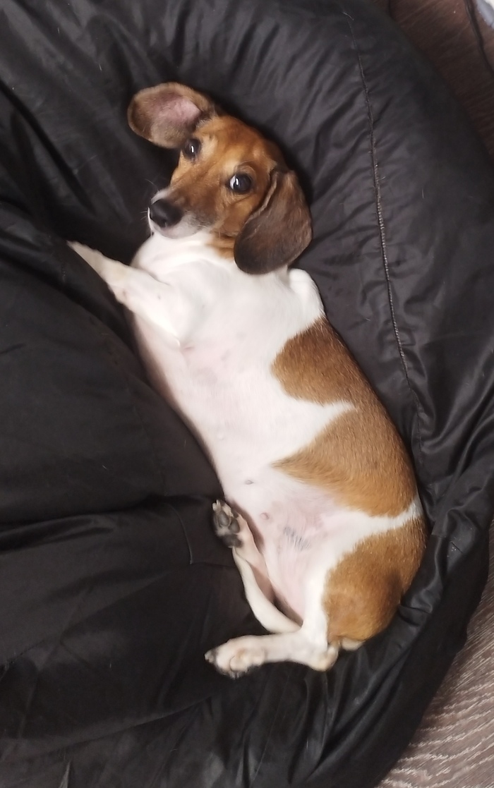 Ответ на пост «Довольная собака»