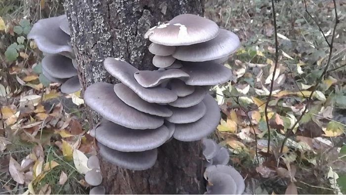 Вешенка обыкновенная на вертикальном стволе. Фото А. Скандала.