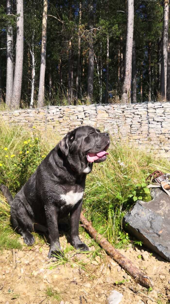 Ответ на пост "Довольная собака"