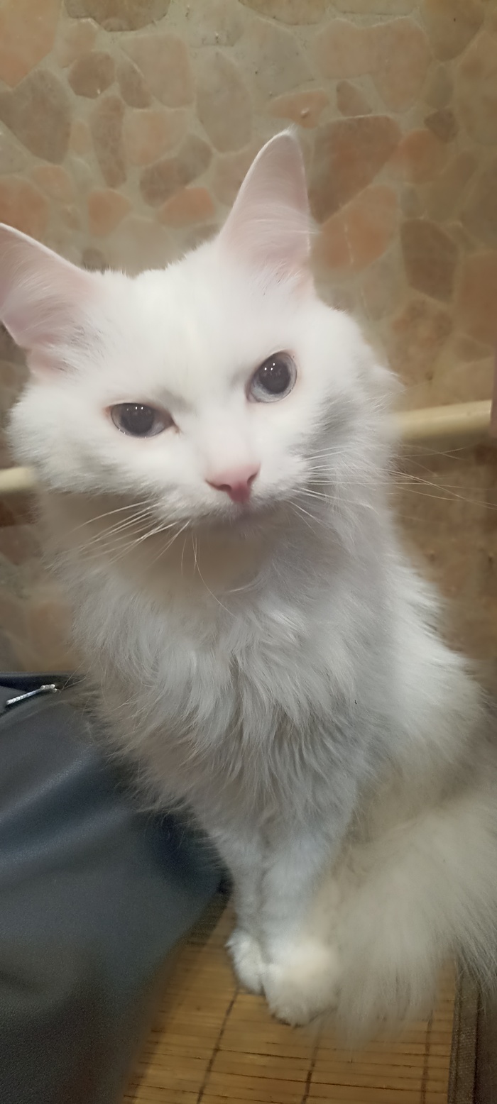 Гермоген (он же - Геша, он же - Пельмень, он же - баран). Выгнали из сумки, где он весьма удобно расположился