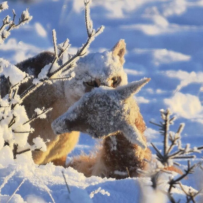 Снег охоте не помеха