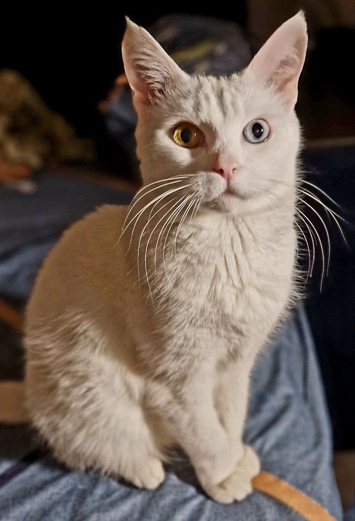 Это не чучело)