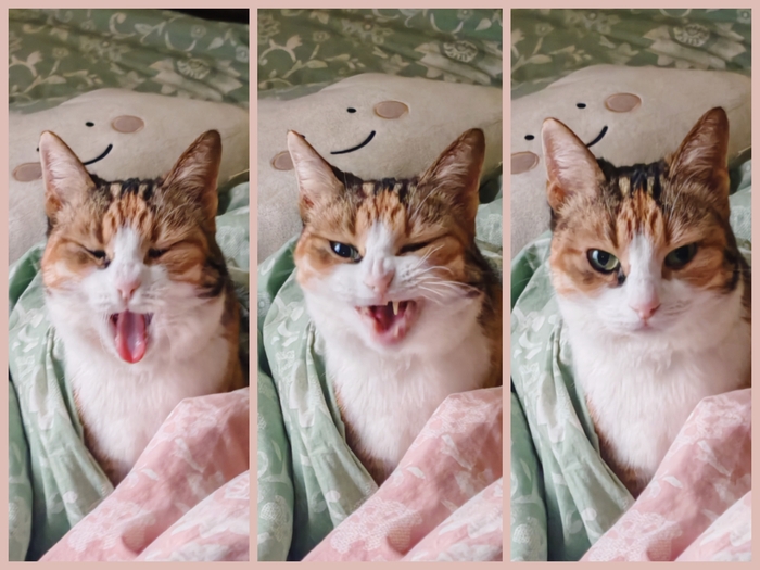 Ответ на пост «Недовольный кот»