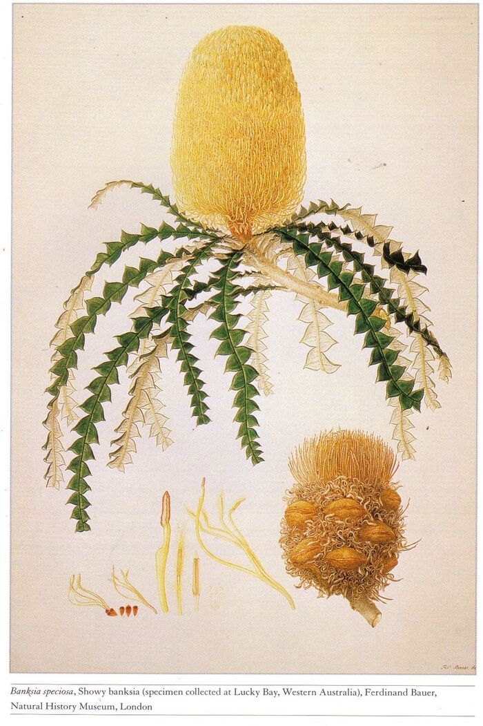 Banksia speciosa, Акварель Фердинанда Бауэра. Иллюстрация к оригинальному описанию Роберта Брауна. Фото с сайта <!--noindex--><a href="https://pikabu.ru/story/botanicheskaya_illyustratsiya_khudozhniki_bauyeryi_13495878?u=http%3A%2F%2Fnhm.ac.uk&t=nhm.ac.uk&h=c4179ed5ab3afa242df88dbdb0e0de78b4a67a10" title="http://nhm.ac.uk" target="_blank" rel="nofollow noopener">nhm.ac.uk</a><!--/noindex-->.