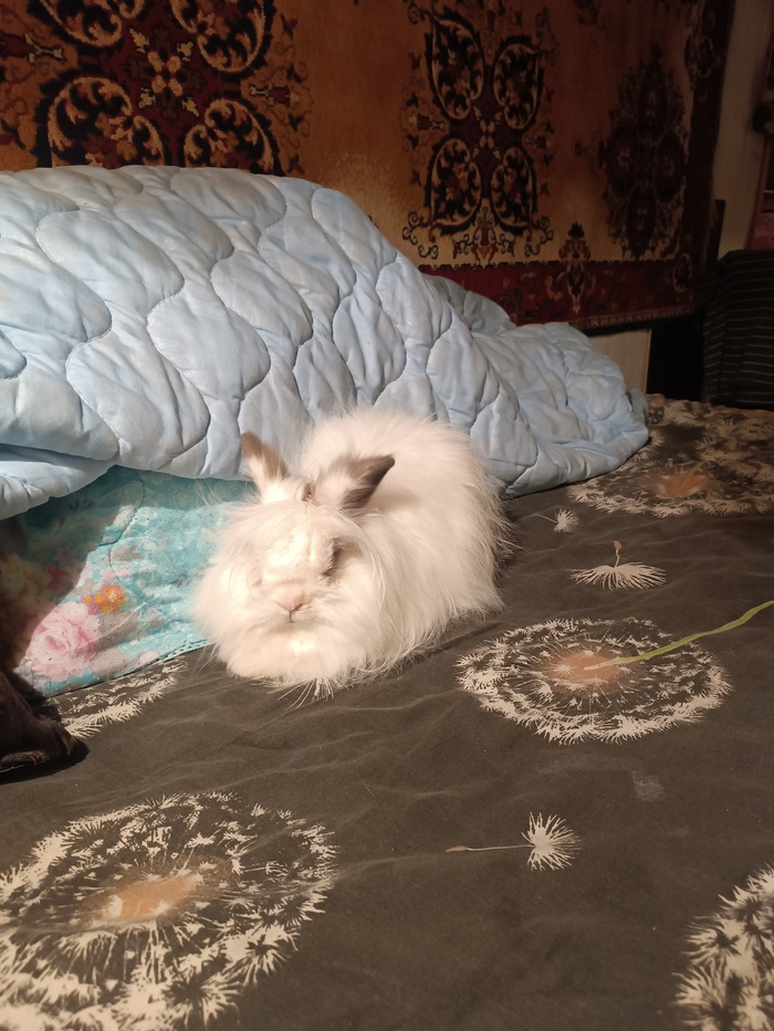 А недовольного кролика заказывали?