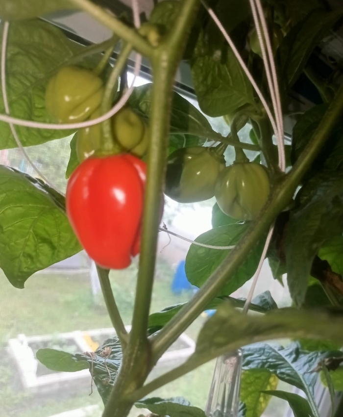 Посадил оранжевую и красную версии этого перца