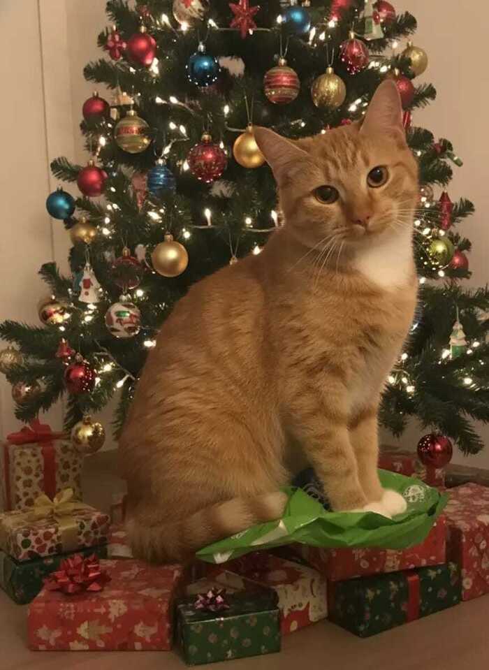 Продолжение поста «Мандаринка — рыжая красавица ищет дом!»