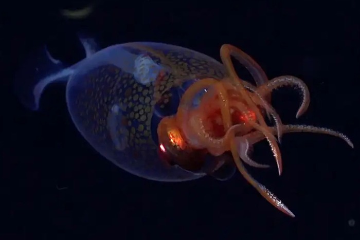 Первое подтвержденное наблюдение за антарктическим гигантским кальмаром в естественной среде / © Schmidt Ocean Institute
