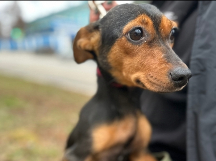 Айза- исключительно добрая собачуня ждёт своего хозяина!