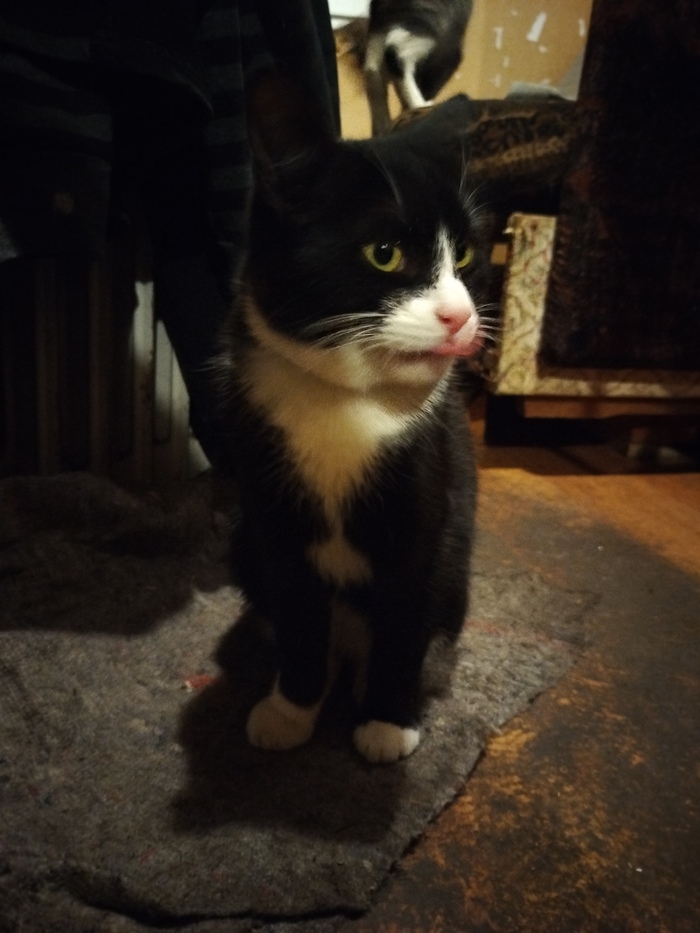 Мальчик Пискля, самый любвеобильный кот. Готов весь день сидеть на руках.