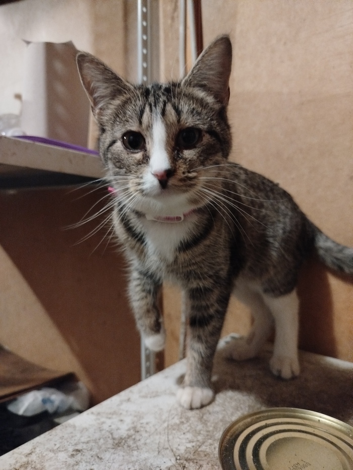 Тигра девочка, любопытная, ручная, добрая кошечка, любит спать аккуратно свернувшись калачиком на коленях.