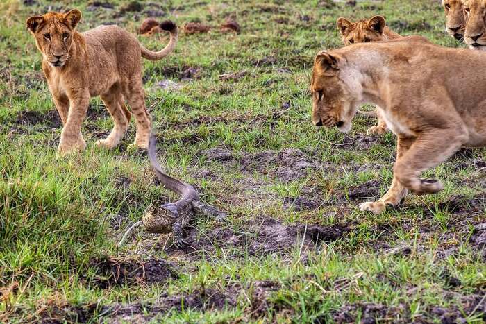 Ты еда или игрушка?