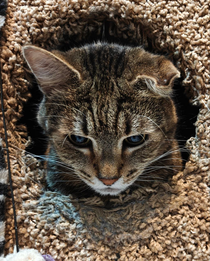 Ответ на пост «Моя лучшая фотография кота»