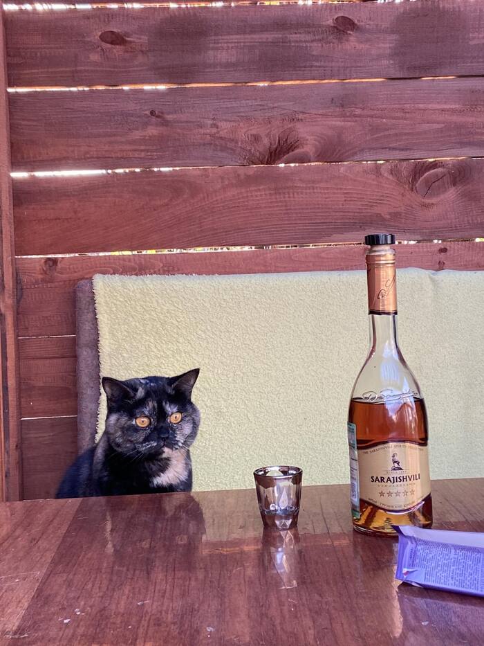 Ответ на пост «Моя лучшая фотография кота»