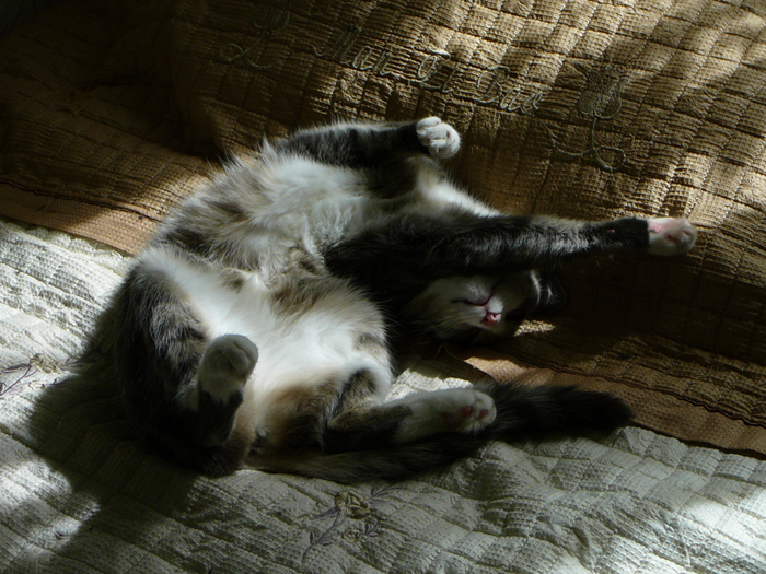 Ответ на пост «Моя лучшая фотография кота»