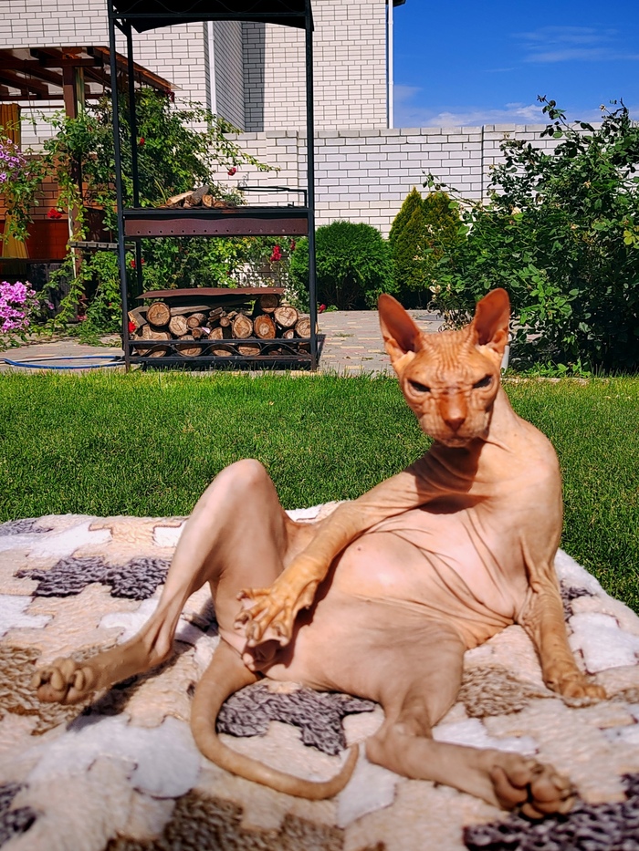 Моя лучшая фотография кота