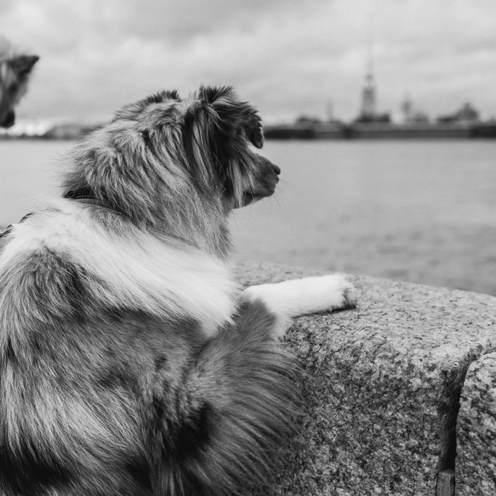 Прикрепляю фото своей собаки, которая грустит по свободному интернету.