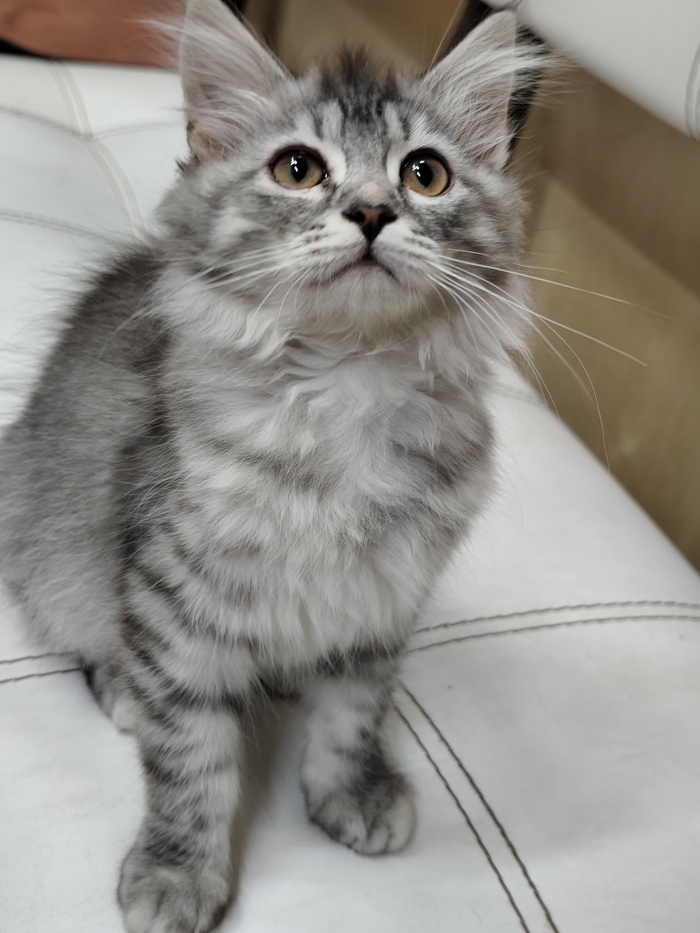 Ответ на пост "Моя лучшая фотография кота"