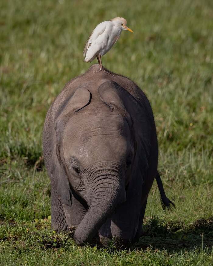 Слонёнок с белой цаплей
