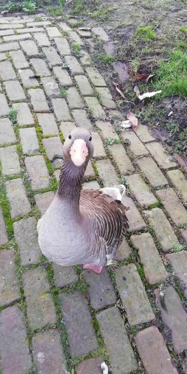 Ответ на пост «С яблоком в жопе»