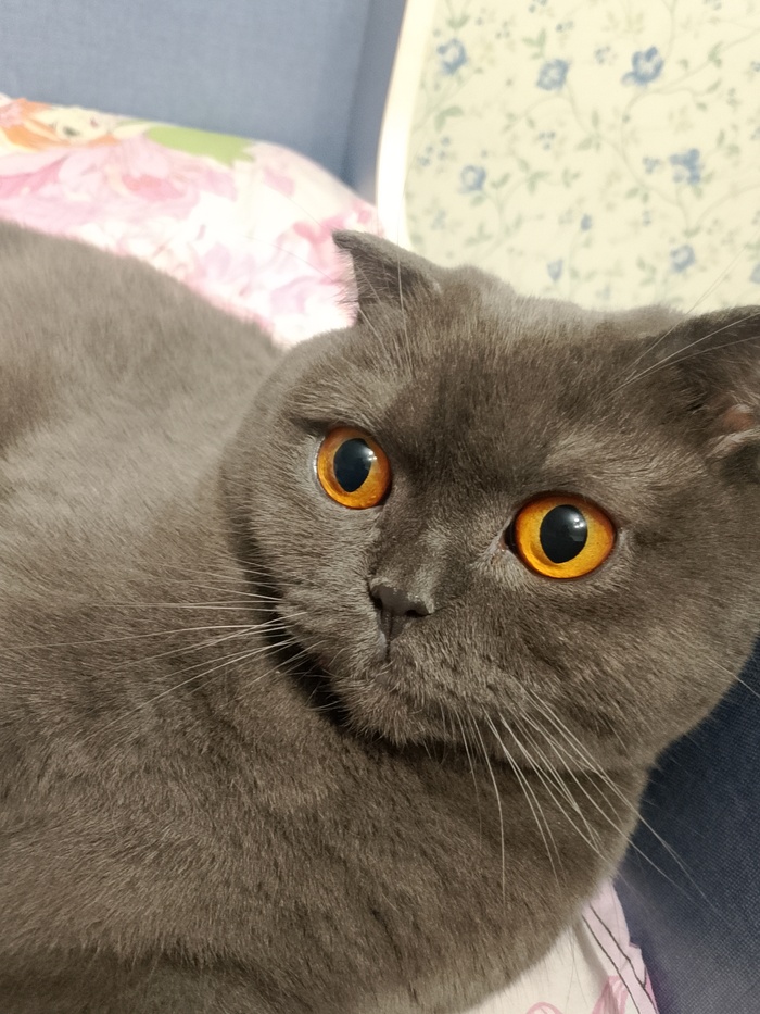 Ответ на пост «Моя лучшая фотография кота»