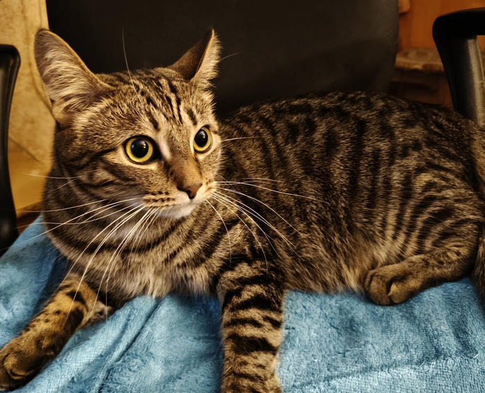 Ответ на пост «Моя лучшая фотография кота»