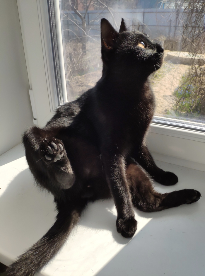 Ответ на пост «Моя лучшая фотография кота»