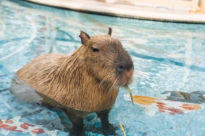 Кошечки, собачки, скучно