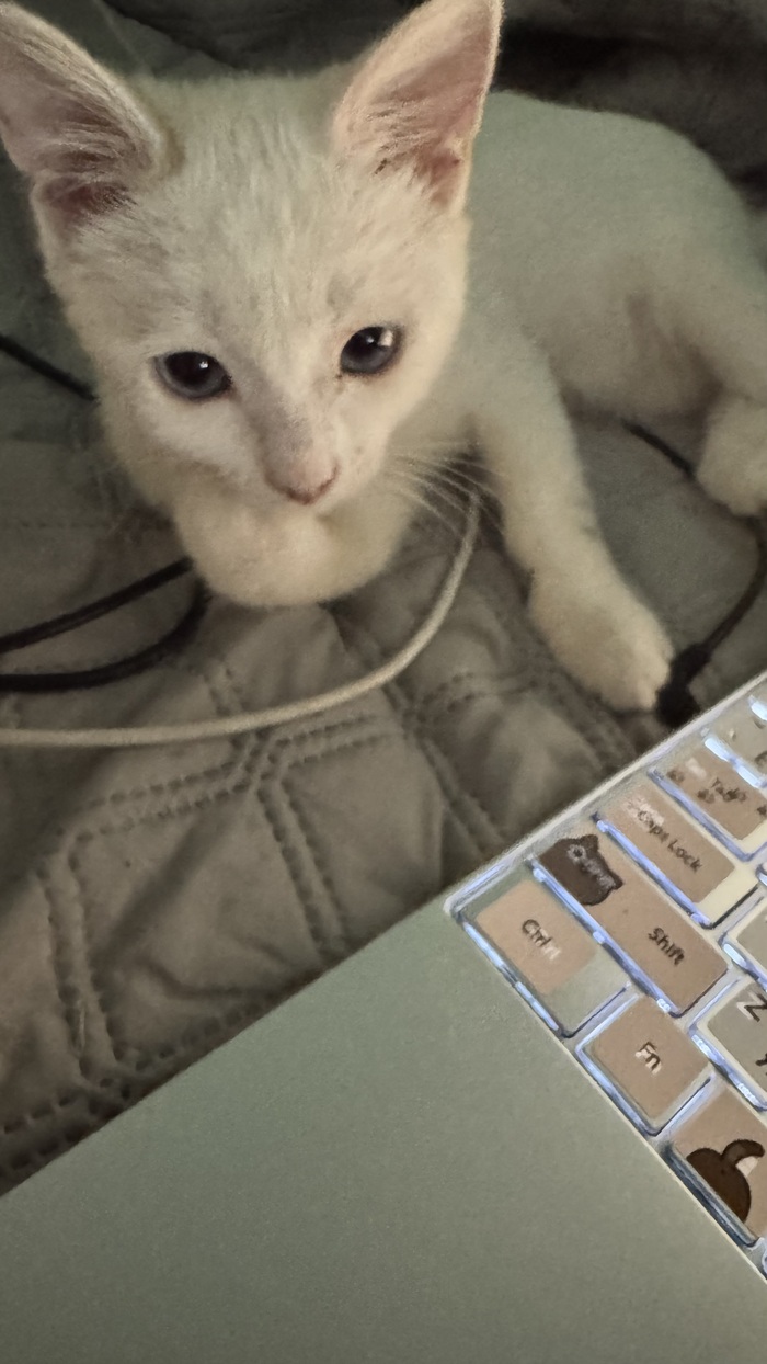 Когда решила обсудить с кошкой, ее поведение.