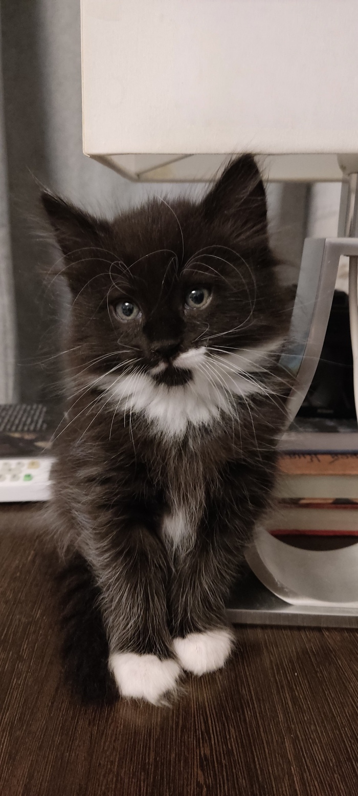 Ответ на пост «Моя лучшая фотография кота»