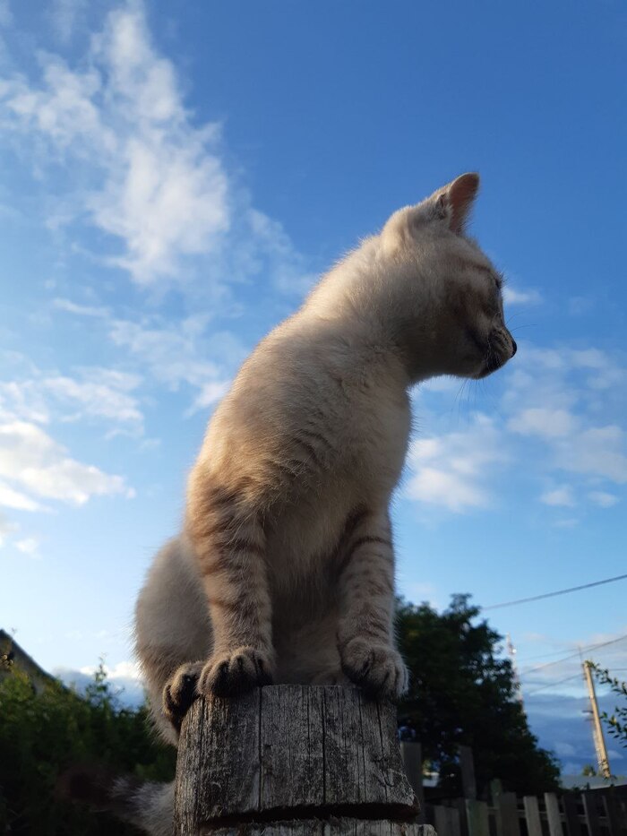 Ответ на пост «Моя лучшая фотография кота»