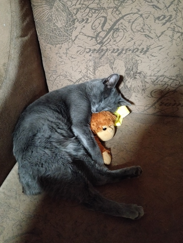 Максимально мило спящий кот