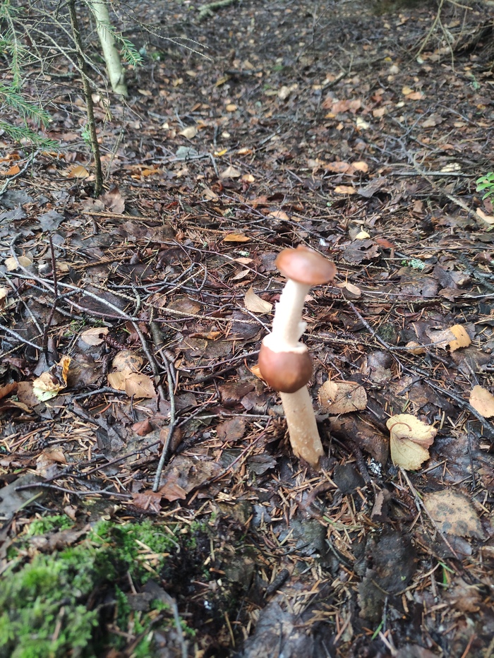 Редкий гриб