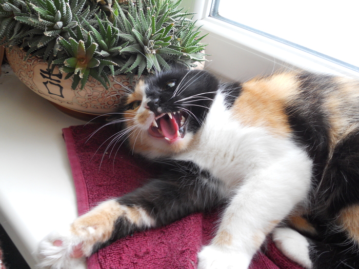 Ответ на пост «Моя лучшая фотография кота»