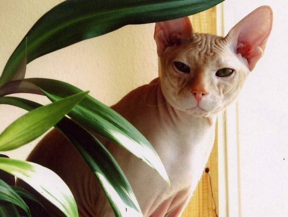 Лучшая фотография моего кота