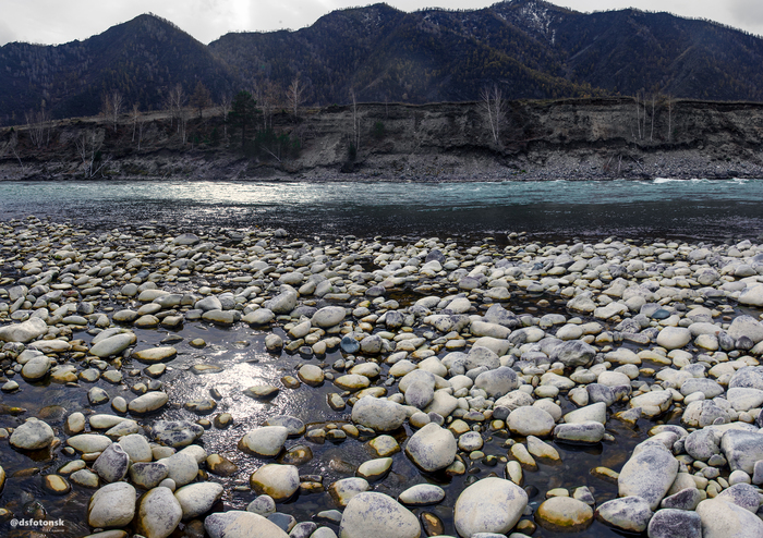 Катунь за Куюсом с каменным пляжем, хариусом и тайменем.