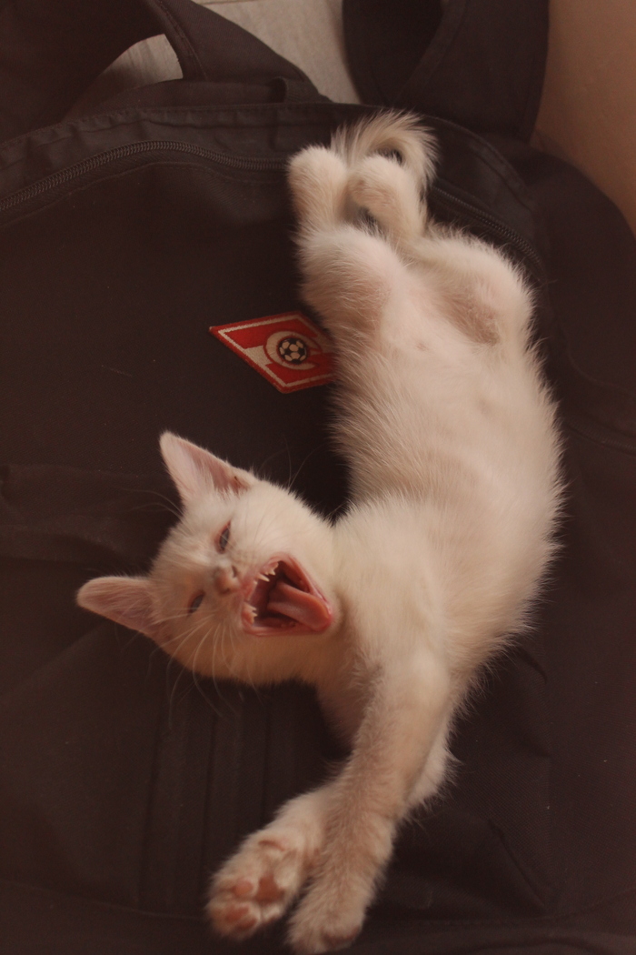 Ответ на пост «Моя лучшая фотография кота»