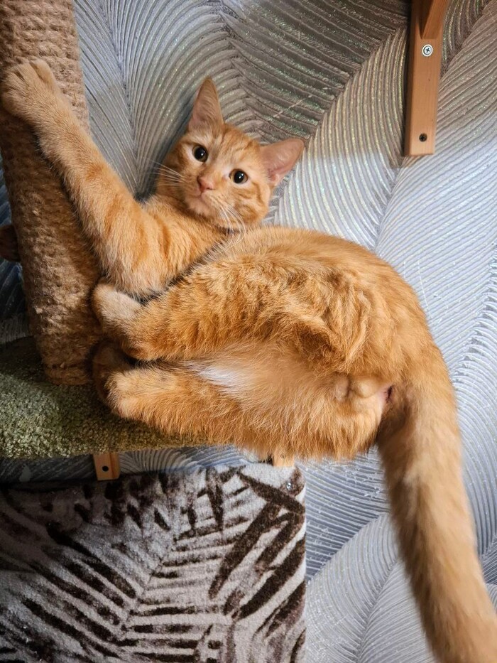 Горошек, рыжее безумие.