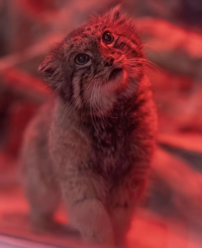 ��� ����������� ������