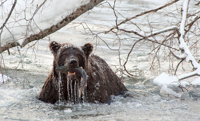 Медведи — едоки крайне изберательные. Они не едят рыбу целиком, а выбирают самые жирные её части: кожу, голову, икру и молоки.