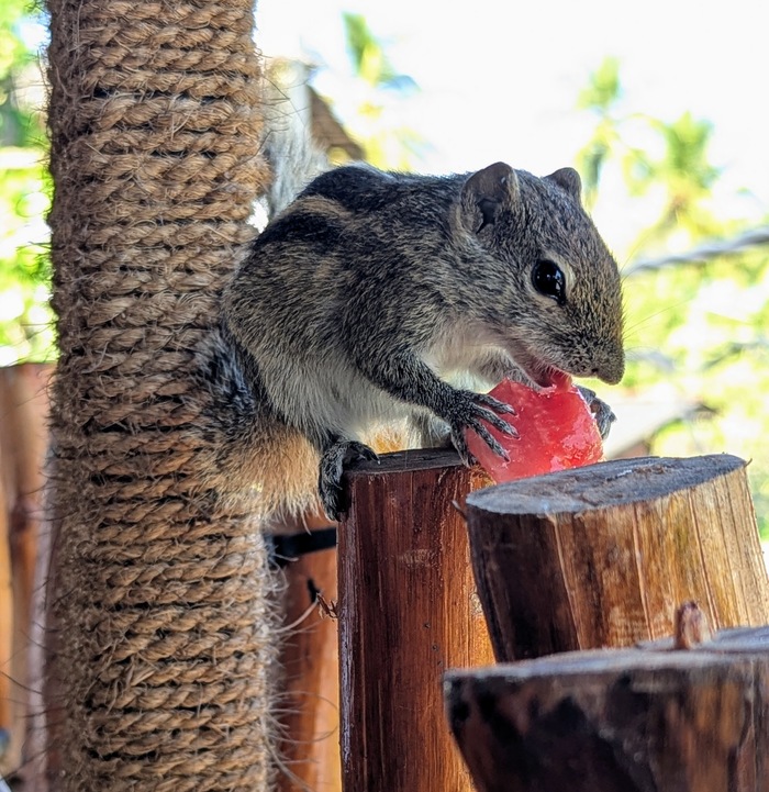 ������� �������